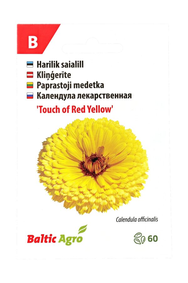 Harilik saialill 'Touch of Red Yellow' 60s