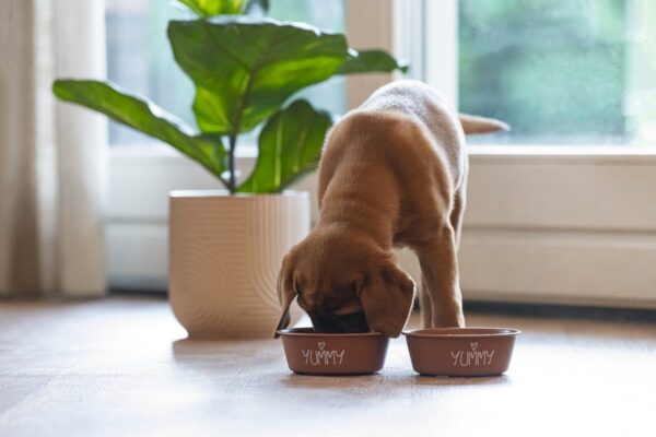 Sööginõu koerale Snoes terrakota Ø13x h4cm 470ml