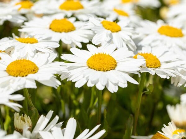 Suur härjasilm 'Madonna' P12 Eestis kasvatatud