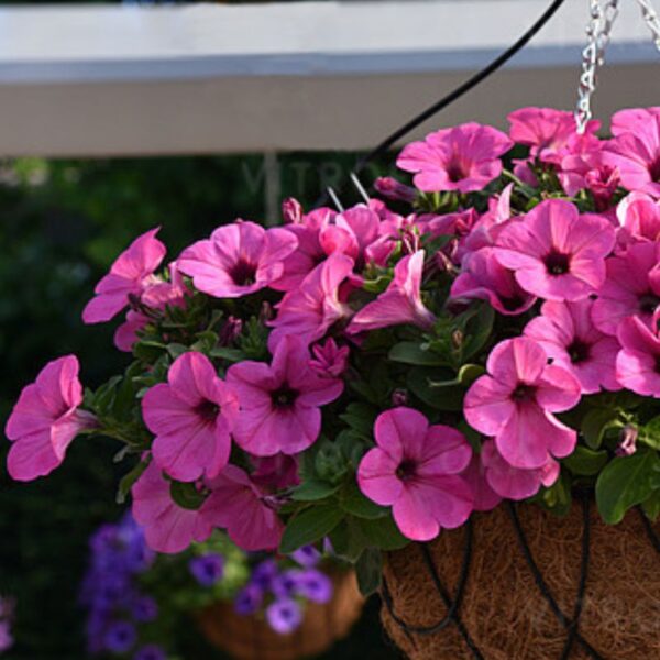 Petuunia 'Sweetunia™ Pinkalicious' 10tk