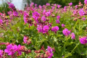 Risoomikas kurereha ‘Bevan’s Variety’ P12 Eestis kasvatatud