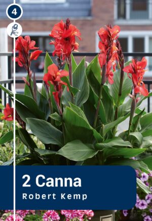 Kanna ‘Robert Kemp’ 2tk