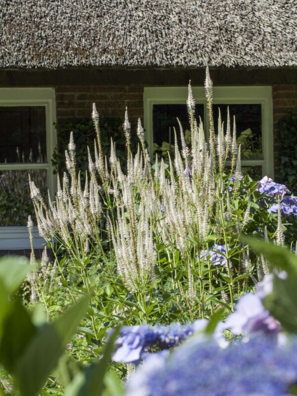 Kassisaba 'Snow Candles' P14 Eestis kasvatatud