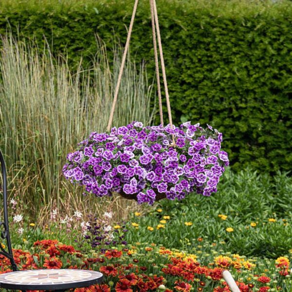 Puispetuunia 'Aloha Double Sky Blue' 10tk