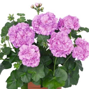 Ripp-pelargoon ‘Great Balls of Fire™ Lavender 2024’ 10tk