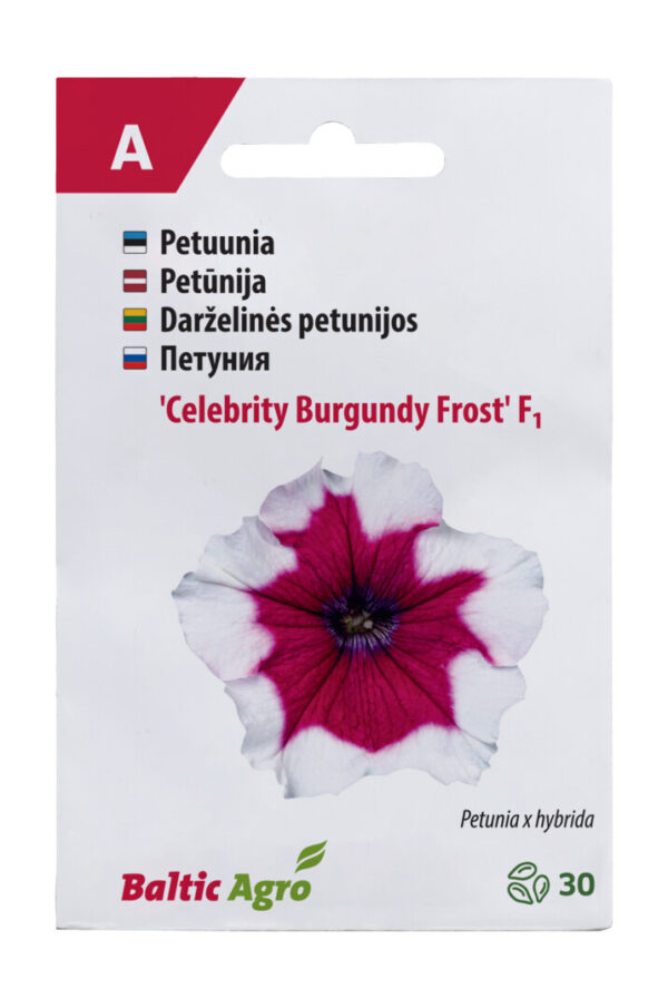 Kompaktne petuunia 'Celebrity Burgundy Frost' F1 30s