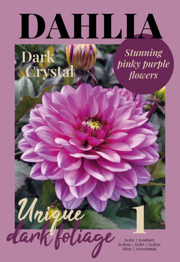 Daalia 'Dark Crystal' 1tk