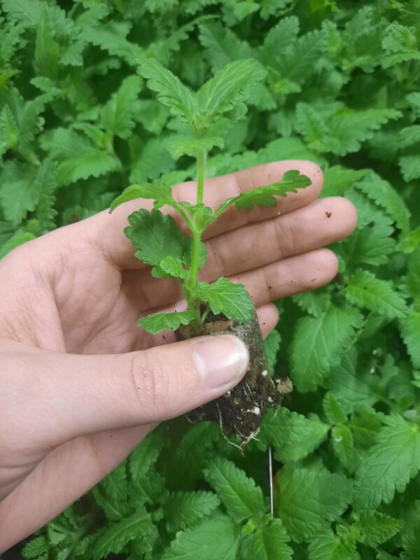 Aed-raudürt 'Lindolena Blue' 10tk