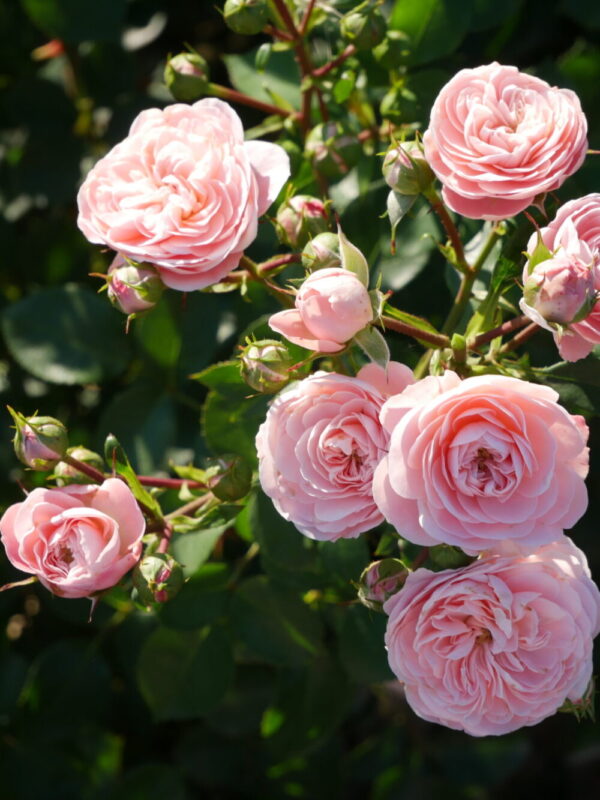 Peenraroos 'Bailando' P21 Eestis kasvatatud