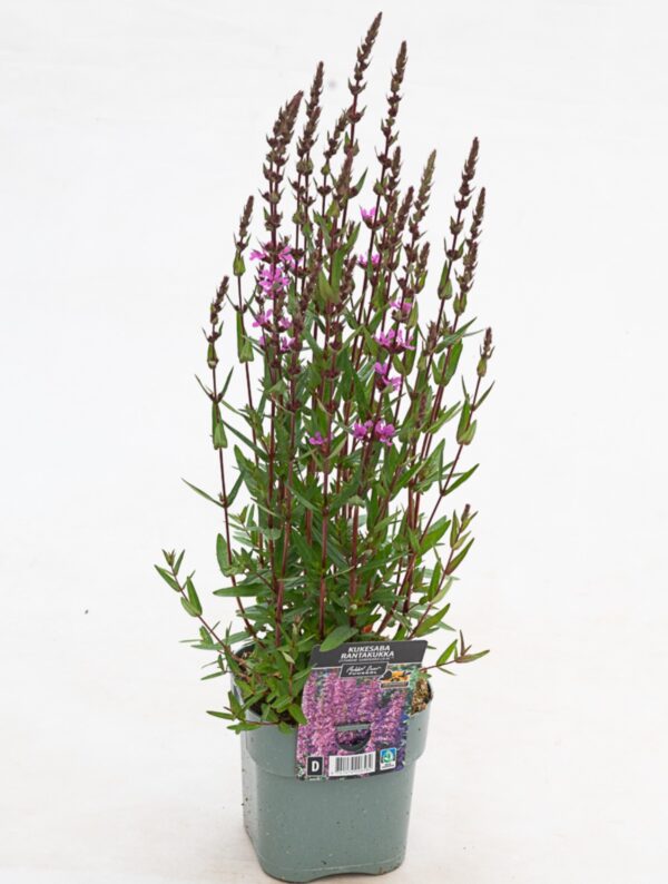 Harilik kukesaba 'Luminara Lilac' P18 Eestis kasvatatud