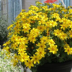 Ruse ‘Bidy Gonzales’ 10tk