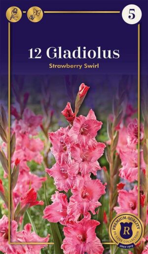 Gladiool ‘Strawberry Swirl’ 12tk