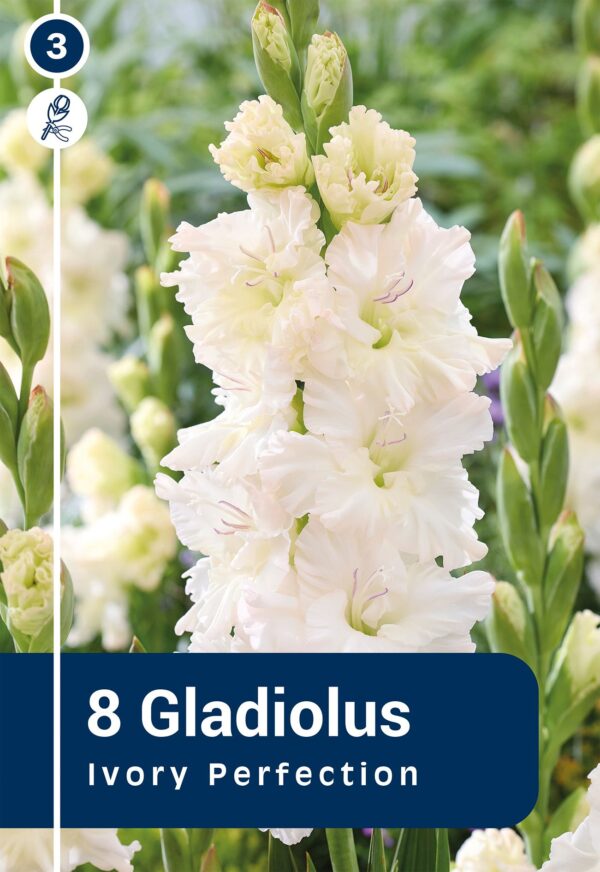 Gladiool 'Ivory Perfection' 8tk
