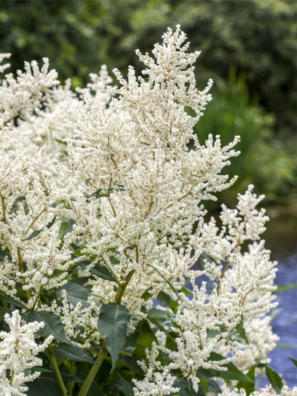 Kitseenelas 'Chantilly Lace' P17 Eestis kasvatatud