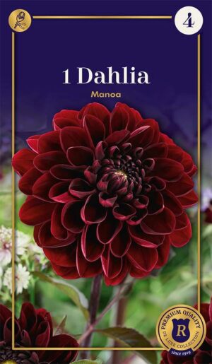 Daalia ‘Manoa’ 1tk