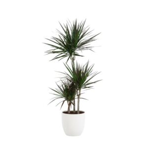 Ääris-draakonipuu P21 90-100cm 3tüve