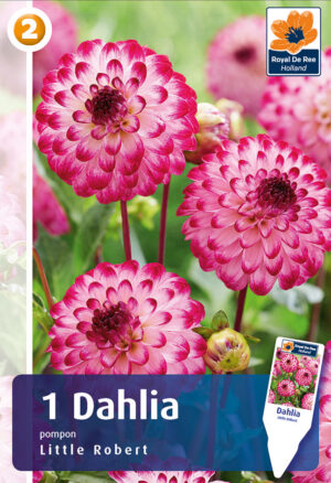 Daalia ‘Little Robert’ 1tk