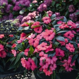 Sultan-lemmalts ‘Magnum Hot Pink’ 10tk