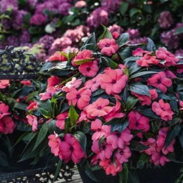 Sultan-lemmalts 'Magnum Hot Pink' 10tk