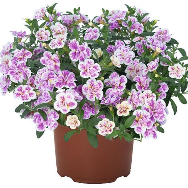 Puispetuunia 'Aloha Double Pink Blush' 10tk