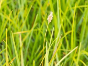 Rohelubikas P14 Eestis kasvatatud