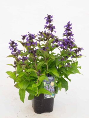 Sooniline naistenõges ‘Neptun’ P17 Eestis kasvatatud