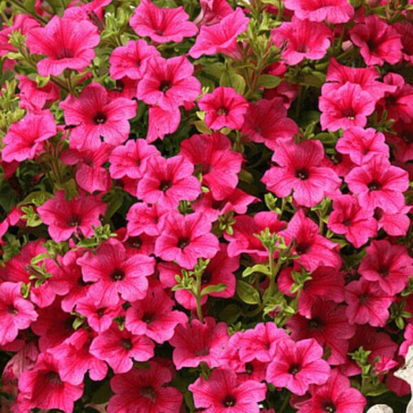Petuunia 'Surfinia Hot Pink' 10tk