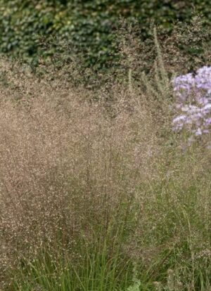 Preeria-pillahein P14 Eestis kasvatatud