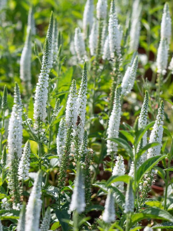 Pikalehine mailane 'First Lady' P14 Eestis kasvatatud