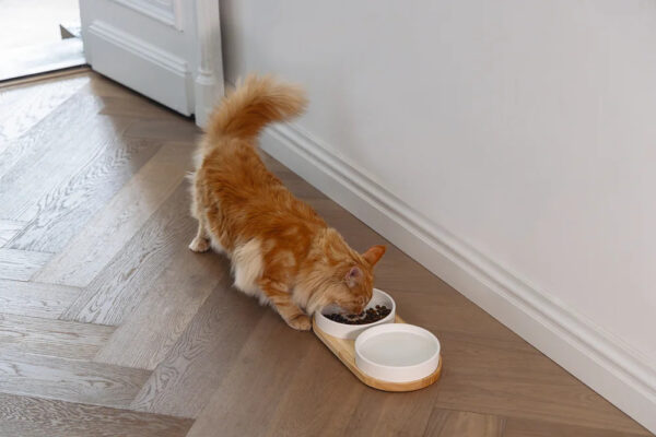 Sööginõu kassile Lojs alusel valge 2x400ml