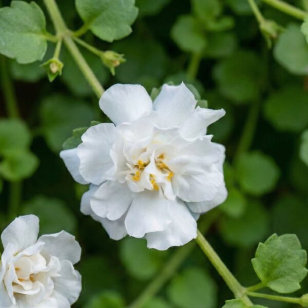 Suutera 'Scopia Double Snowball' 10tk