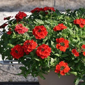 Aed-raudürt ‘Lindolena Red’ 10tk