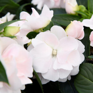 Sultan-lemmalts ‘Wild Romance Blush Pink’ 10 tk