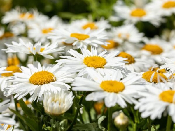 Suur härjasilm 'Madonna' P12 Eestis kasvatatud