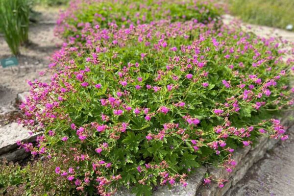 Risoomikas kurereha 'Bevan's Variety' P12 Eestis kasvatatud