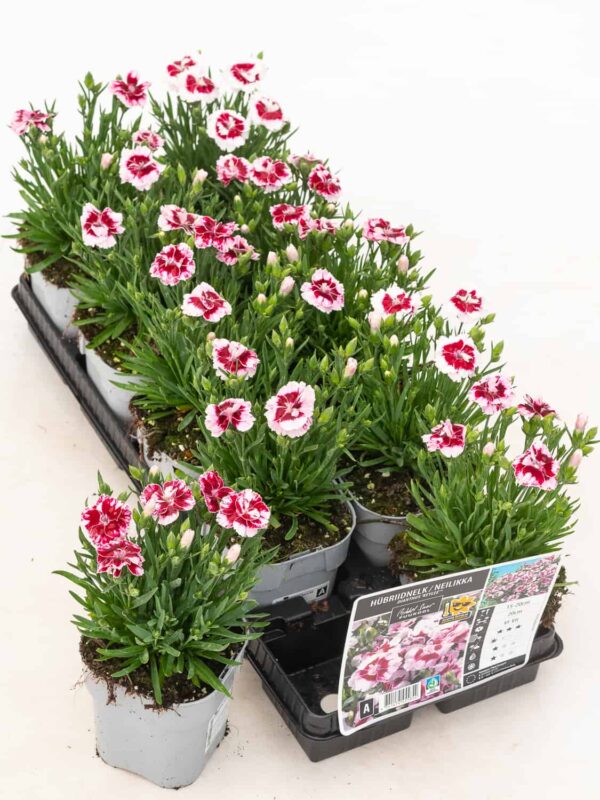 Hübriidnelk 'Kaylee'® P12 Eestis kasvatatud