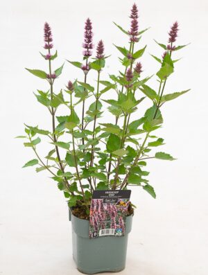 Hiidiisop ‘Beelicious Pink” P17 Eestis kasvatatud