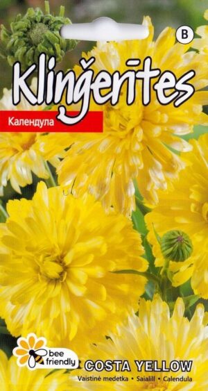 Harilik saialill ‘Costa Yellow’ 20s