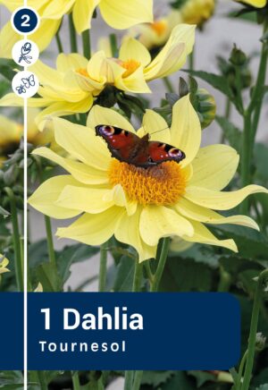 Daalia ‘Tournesol’ 1tk