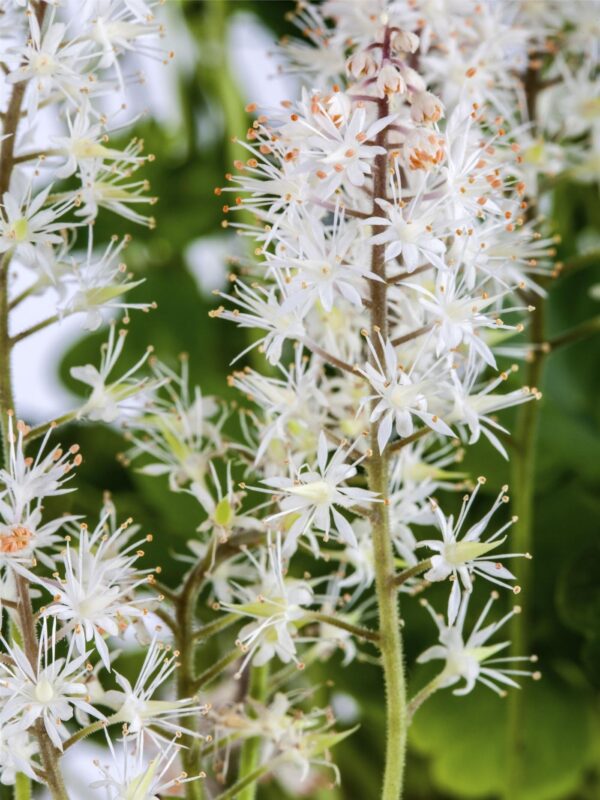 Südajas tiarell 'Moorgrün' P14 Eestis kasvatatud