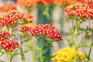 Harilik raudrohi ‘Paprika’ P12 Eestis kasvatatud