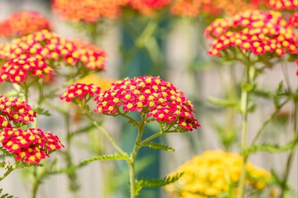 Harilik raudrohi 'Paprika' P12 Eestis kasvatatud