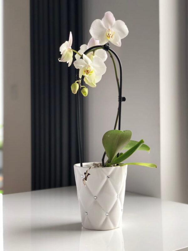 Orhideepott Moon Ø14x h15cm valge