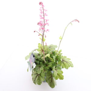 Pisipööris ‘Pink Fizz’ P17 Eestis kasvatatud