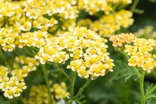 Harilik raudrohi 'Milly Rock Yellow Terracotta' P14 Eestis kasvatatud