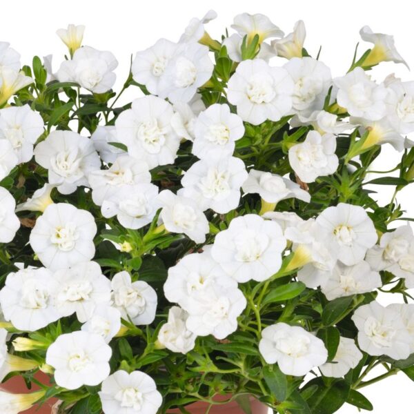 Puispetuunia 'Aloha Double White' 10tk