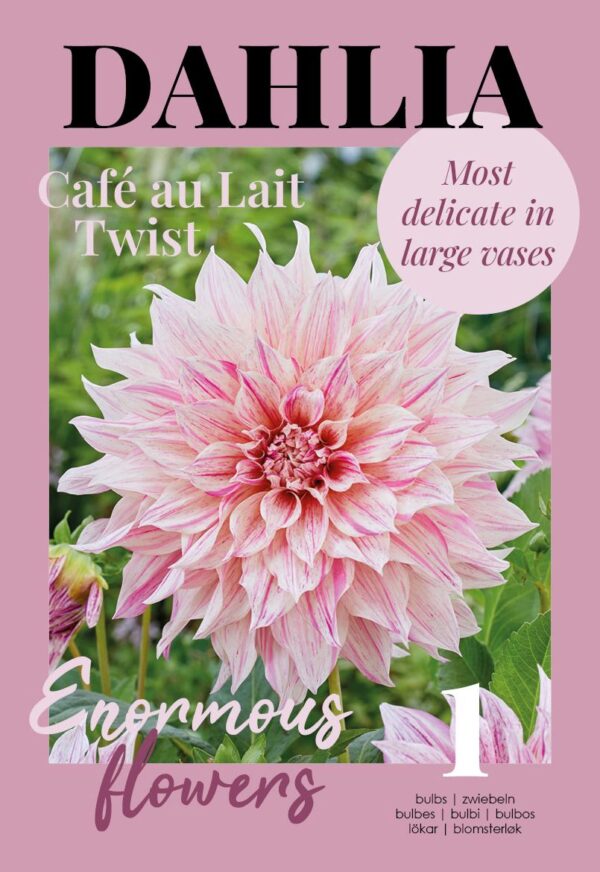 Daalia 'Cafe au lait twist' 1tk