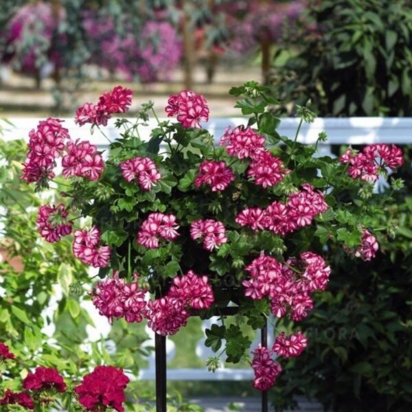 Ripp-pelargoon 'Great Balls of Fire™ Burgundy Blaze' 10tk