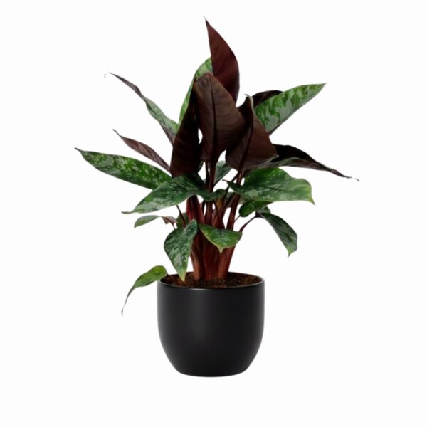 Harilik keelvõhk 'Red Sword' P12