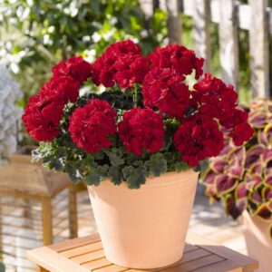 Viirpelargoon ‘Savannah™ Really Red’ 10tk